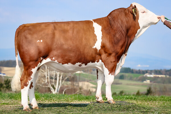 The Superstar from Austria - GS METRIS Pp*
