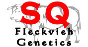 Welcome to SQ Fleckvieh Genetics, Northern Ireland